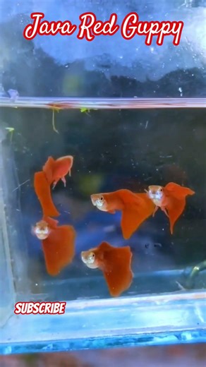 Java Red Guppy ♥️ #trending #guppy #fishkeepinghobby #aquarium #fishtank