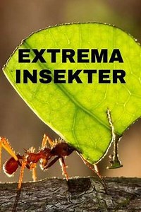 Extreme Bugs (2025) - TV Show