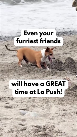 Forks, Washington on Instagram: "Proof that La Push is irresistible to visitors of all kinds! 😉 Whether you’re wandering tide pools or catching the sunset, this beach is a fan favorite for families (four-legged ones included.) Add La Push to your list to visit next time you’re in Forks!"