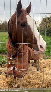 Showing how stallion play can be misinterpreted for aggression. Many stallion can be aggressive but they can also play and it looks like aggression when it’s not. I know Sox extremely well and we have been playing like this for 20 years. We understand each others boundaries. #horses #horsetrainingtips #stallion #equestrian #fyp | Tanya Tydeman