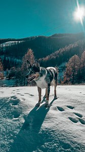J’ai voulu suivre la trend où tu mets ton chien contre un mur pour voir s’il met la patte pour pas se cogner mais ça marche pas avec Tsuki 😂 | Sandra Imbert
