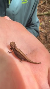 Look at this stump tailed chameleon the third smallest chameleon species on the planet! 🙌🏻🤩 • • • #chameleon #sosmall #wow #animal #fyp #coolest #instadaily #amazing #closeup #reelsinstagram #viralvideos #livingmybestlife #brookecarterofficial | Brooke.Carter