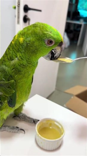 Rescued Amazon Parrot: Recovery Journey & Warmth Light Tips
