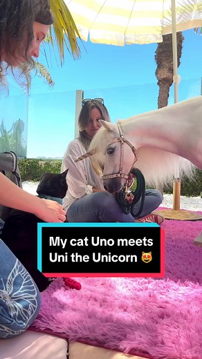 My cat met a UNICORN 😻 w/ @Uni the Unicorn @Eatdrinkcat & @Kat Curtis #therapyanimals #therapycat #therapyhorse #adventurecat #catonaleash #cats #blackcats #uno #oneeareduno #miniaturehorse #unicorn