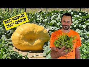 Giant Pumpkin Gaining Over 40 Pounds a Day!