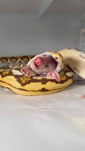 The Breeding Laboratory | This girl got the 🐷y from the wrong end but now the little piggy will be 💩 #python #retic #reticulatedpython | Instagram