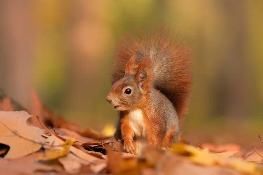 Grey Squirrels Nearly Wipe Out the UK’s Red Squirrels