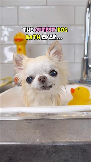 Smallest Chihuahua Gets a Bath ✨🛁✨#dogbath #cute #chihuahua