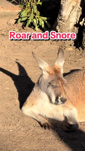 Roar and Snore at Taronga Zoo: A Unique Adventure