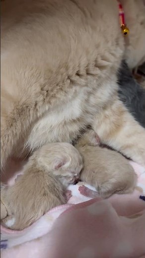 小さな命が産まれました#猫の出産#子猫#猫のいる暮らし#出産記録#感動#赤ちゃん猫