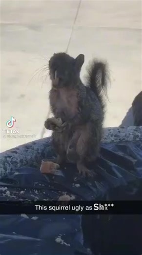 Captivating Squirrel Memes That Will Make You Laugh