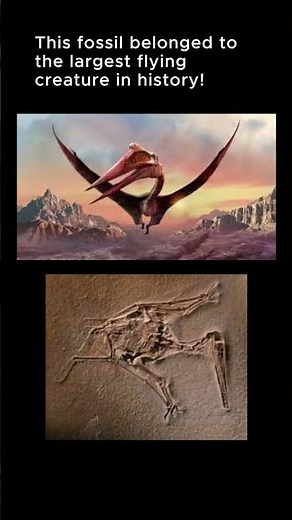 The Fossil of the Largest Flying Creature Ever Found! #dinosaur #prehistoric #ancienthistory #scary