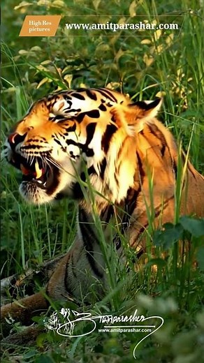 The Unforgettable Sound of a Tiger Growling