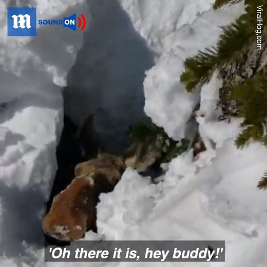 There was no way the moose could get itself out of that hole ❤😢 via ViralHog | Daily Mail Video