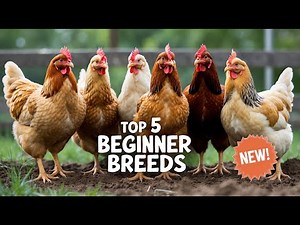 Starting With Chickens? Try These Easy Breeds!