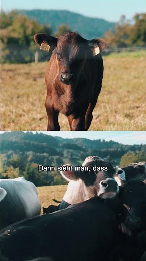 Kühe & Hunde auf der Wanderung, das musst du wissen!