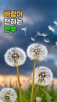 바람이 전하는 안부 / 그리움도 슬픔도 바람에 실려. #바람 #그리움 #인생시#Wind #Memories #LifePoem #風 #思い出 #人生詩 #감동사연