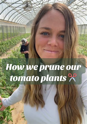 How to Prune Tomato Plants Effectively