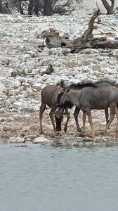 Different wildlife captured at Etosha National Park in Namibia. #namibia #etosha #wildebeest #springbok #safari #travel #wildlife #traveller #visitnamibia #africansafari #explore #wildlifephotography #madbookings | Nwrnamibia