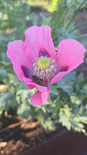 🌸🐝 It’s Australian Pollinator Week! 🐝🌸 Did you know pollinators like bees, butterflies, and bats play a vital role in keeping our ecosystems thriving? Join us in celebrating these tiny heroes by 🐝planting pollinator-friendly gardens 🐝building pollinator nests. Check out our pollinator house in the Kitchen Garden for ideas! 🐝learning their importance 🐝and spreading the buzz! Head over to Australian Pollinator Week to learn more! | Adelaide Botanic Garden