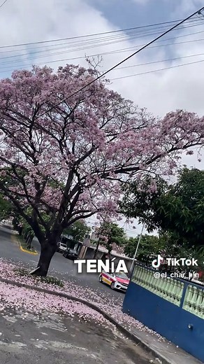 Maculís: El Árbol de Rosa y su Encanto Natural