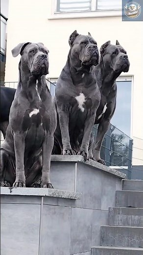 Cane Corso – The Italian Beast That Commands Respect! | Ultimate Guardian Dog