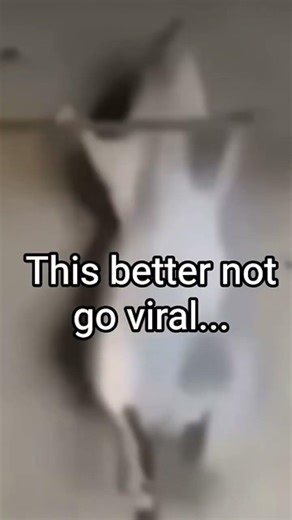 #memes #comedy #funny #viral #fyp