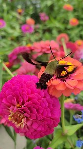 "The earth has music for those who listen."........Santayana Turn up the volume to hear the buzz of this Hummingbird Hawk Moth! #hummingbirdhawkmoth #natureswonder #hummingbirdmoth #pollinators #godscreation #wonders | Happy Days Farm
