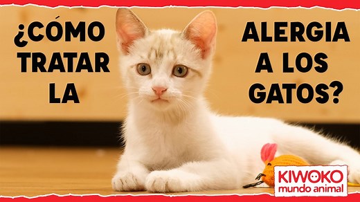 Alergia a los gatos: causas, síntomas y qué hacer | Blog Kiwoko