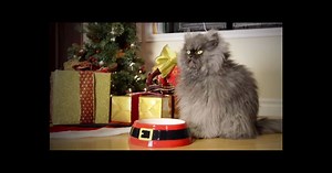 Grumpy Cat, Colonel Meow... Noël avant l'heure avec les chats stars du web