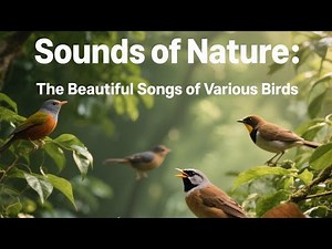 Sounds of Nature: The Beautiful Songs of Various Birds 🐦🌿