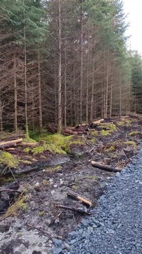👉 Magical Forest in Ireland 🇮🇪 | Nature Escape