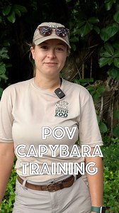 Ever wondered what capybara training looks like from a zookeeper’s perspective?Here’s a glimpse into what it’s like to be Mixed-Mammal Keeper Olivia during a training session! #ZookeeperWeek #capybara | Naples Zoo at Caribbean Gardens