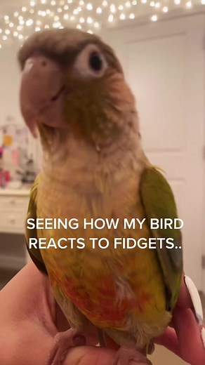 I don’t think she’s a fan.. #fidgets #popit #simpledimpl