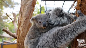 Tis the season to be jolly koala la la la la la la 🐨🎅🏻🎄 We are delighted to announce the recent emergence of our second Koala Joey for this year - Sky! Sky is estimated to be eight months old and was born to experienced mum Wattle. Nicknamed 'pouch potato' by keepers Sky took a little longer to fully emerge from the security of his mother's pouch, but in recent weeks has become very curious! For your chance to meet Sky this summer school holidays, you can book a Koala Encounter on your next 