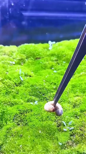 How do army ants initiate a comprehensive assault? #lifestyle #facts #wildanimals #about #animals #nature | Most strange animals