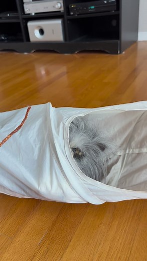 Let's play with Atchoum! 🙃 ************** Jouons avec Atchoum ! 🙃 | Atchoum the cat