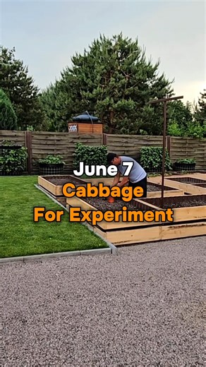 Planted cabbage for my experiments. This year, I specially planted 20 cabbage bushes for my experiments. I want to find an effective way to control pests without using chemicals, especially Whitefly. I will show the most effective way in one of the following videos. | Harvest Garden