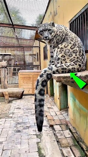 A Friendship That Gave Him a Second Life 🥹🐆