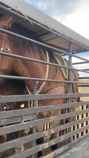 Wild Cattle Catching and Team Roping Adventure