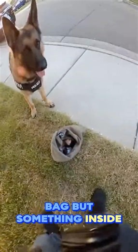 K9 Dog Finds Abandoned Kittens Inside a Bag #usa #shortsfeed #kitten #k9 #policedog #rescue #cat