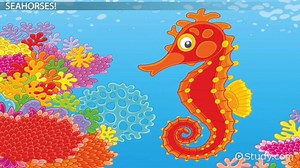 Seahorse Adaptations: Lesson for Kids