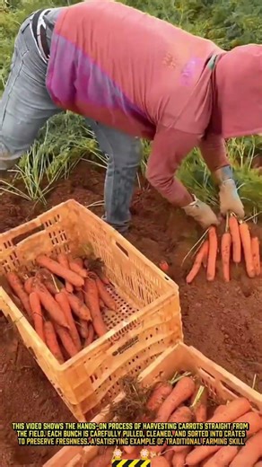 Pulling & Sorting Fresh Carrots for Maximum Harvest Quality #farmingwork