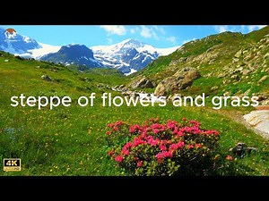steppe full of flowers and grass