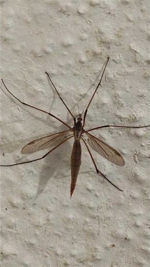 Have You Ever Seen a Crane Fly Like This Before? #shorts