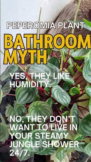 Peperomia Plant Care 101
