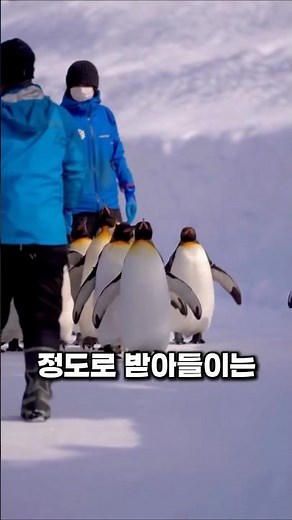 The Curiosity of Antarctic Penguins