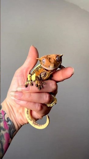 Cute Crested Gecko Jumps On Camera