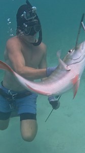 2.3M views · 23K reactions | Spearfishing for Big Bahamas Mutton Snapper! #spearfishing #fishing | Ryan Myers Spearfishing | Facebook