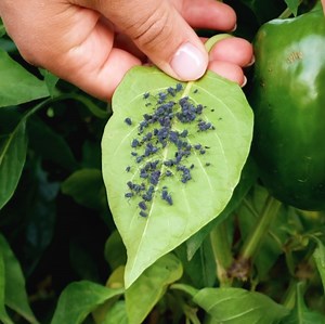 1.4M views · 7.1K reactions | Protect your garden with these natural pest control tips! Don't let your plants suffer! | 5-Minute Crafts | Facebook